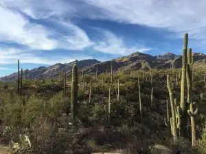 Saguaro Reisebericht Arizona